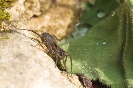 Wolfsspinne (Pardosa amentata). Weibchen.
