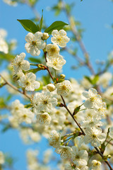 blooming cherry tree