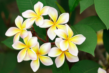 yellow frangipani blossom