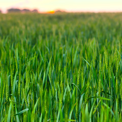 Wheat field on sunset background.