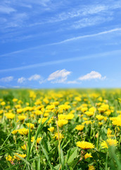 dandelion green field