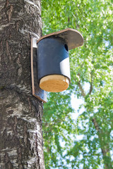 birdhouse on a birch