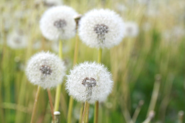 Fototapeta na wymiar Field of dandelions