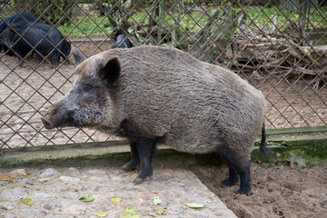 wild pig