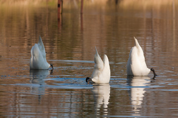 Swan swimming in the kake