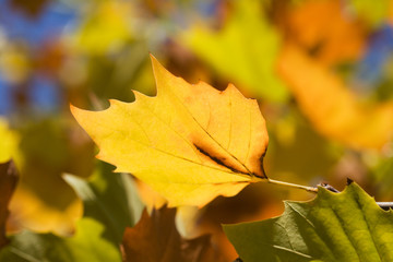 Herbstblatt