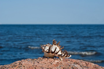 Shell