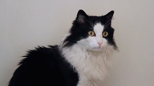 Cat posing and looking around