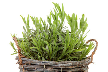 Cane bucket with lavender over white background