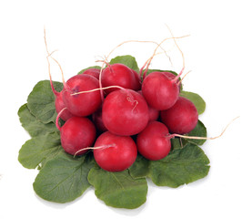 Bunch of a garden radish