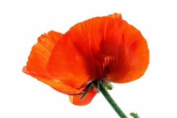 poppy