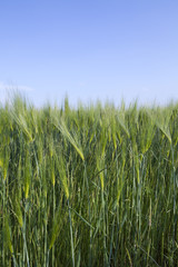 Getreidefeld in Nahaufnahme