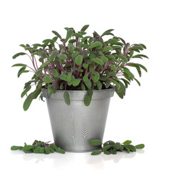Sage Herb Plant