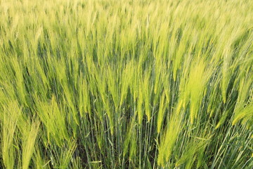 Getreidefeld in Nahaufnahme