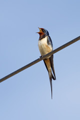 Barn Swallow Singing
