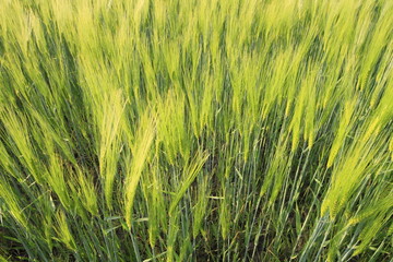 Getreidefeld in Nahaufnahme