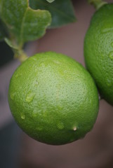 Lime