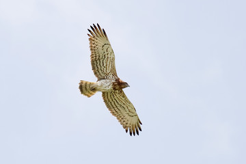Short-toed Eagle