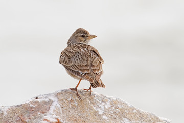 Calandra Lark Posing