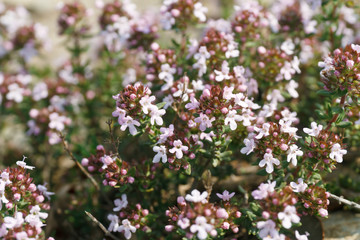 Timo - Thyme closeup
