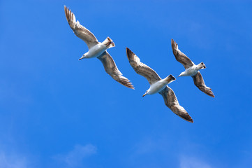 Three seagulls on blue sky background