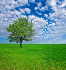 Fototapeta na wymiar alone tree among a green fields