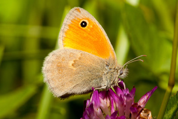 maniola jurtina farfalla