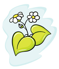 Beautiful flower camomile.