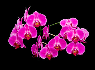 Fototapeta na wymiar Blooming orchids on a black background
