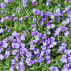 Obraz premium Blaukissen - Aubrieta