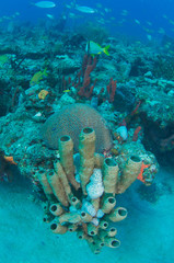 Reef Composition with organ pipe sponges in foreground.