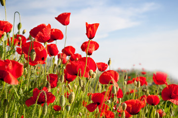 Obraz premium Red poppies