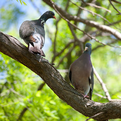 Wild pigeons (Streptopelia)