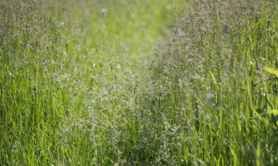grass and pollen