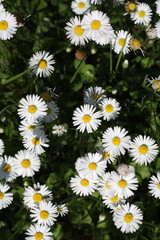 Fototapeta premium Daisies