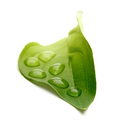 green leaf with water drops