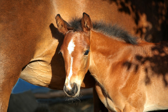 Junges Pferd  in Abendsonne