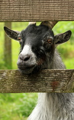 A Pygmy Goat Peeking through the Gate