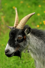 A Pygmy Goat