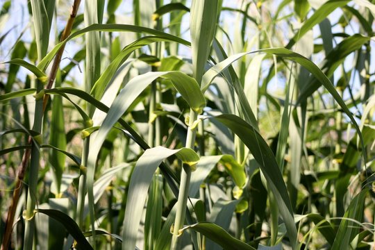 canneto