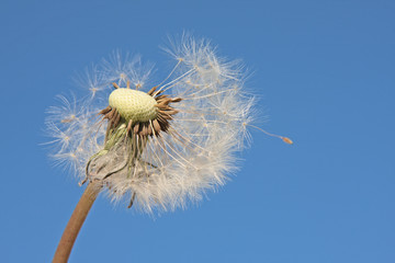 dandelion