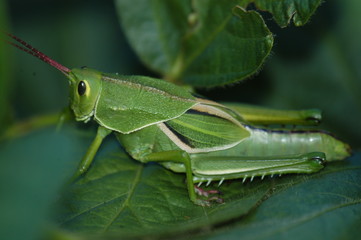 soja, tucura, saltamontes, langosta, plaga, insecto, bicho, verde, hojas, planta, tallo