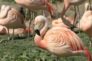 Flamingo in Nahaufnahme