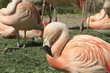 Flamingo in Nahaufnahme