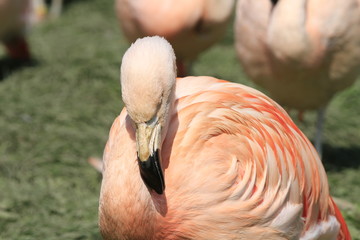 Flamingo in Nahaufnahme