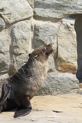 Obraz premium Seehund in Nahaufnahme