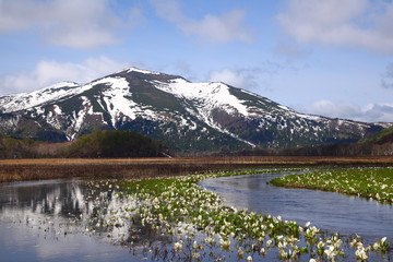 尾瀬のミズバショウと至仏山