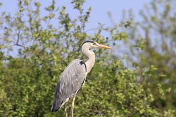 Fischreiher in Nahaufnahme