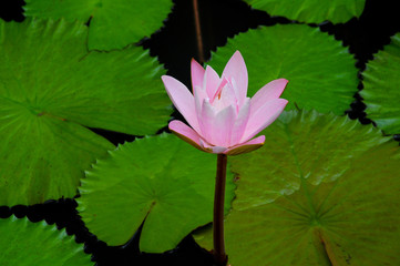 Pink lotus flower or Water Lilly in a pond