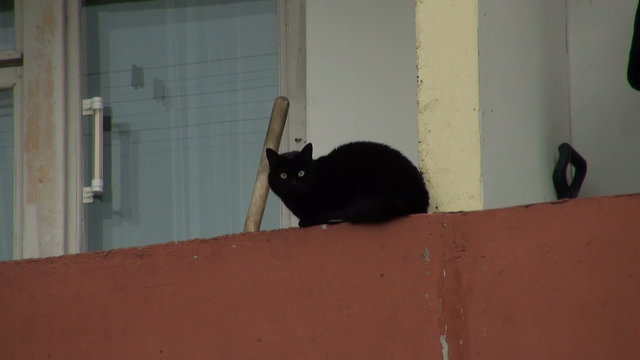 The cat on the balcony